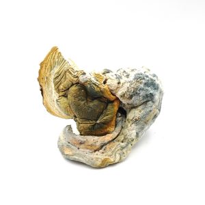 BLUEY VUITTON Psilocybin Mushrooms 28g